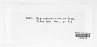 Hygrocybe conica image